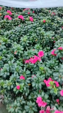 高度25厘米西洋杜鹃