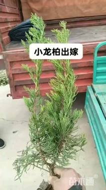 高度30厘米小龙柏