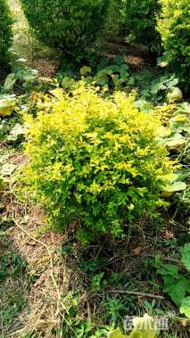 高度60厘米亮金女贞球