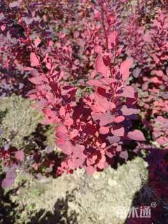 高度50厘米紫叶小檗