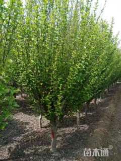 高度250厘米红花木槿