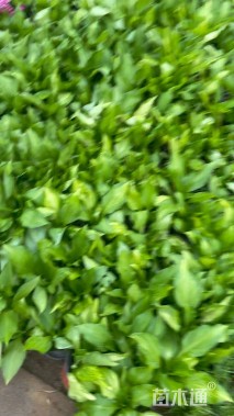 高度30厘米花叶玉簪