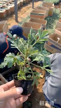 高度10厘米地被菊