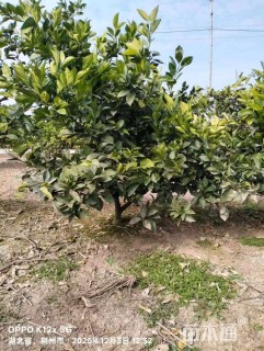 高度150厘米纽荷尔脐橙