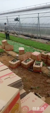 高度15厘米天人菊