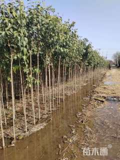 10公分大叶女贞