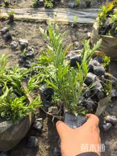 高度10厘米木春菊