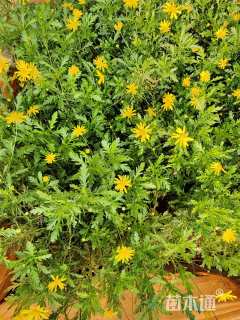 高度20厘米木春菊