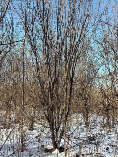 高度400厘米丛生暴马丁香