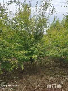 12公分小叶鸡爪槭