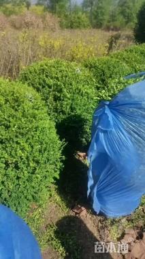 冠幅100厘米朝鲜黄杨球