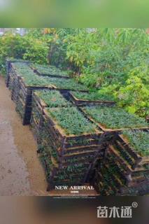 高度10厘米玉龙草