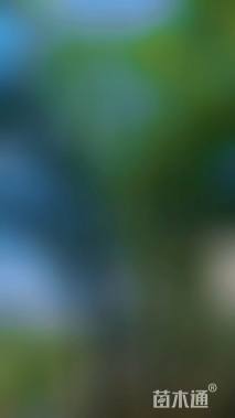 50公分(3杆)丛生朴树