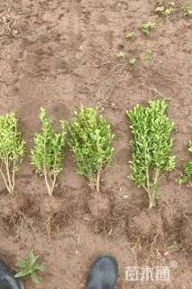 高度40厘米瓜子黄杨小苗