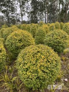 冠幅80厘米亮晶女贞球