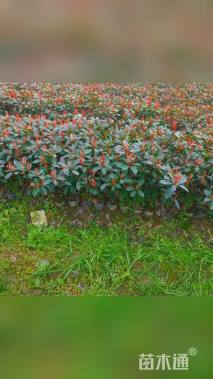 高度45厘米红叶石楠小苗