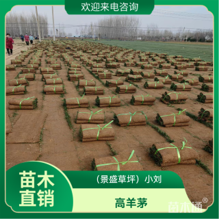 高羊茅