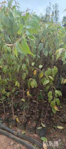 0.6公分云南樱花