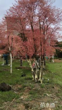 25公分日本红枫