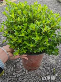 高度20厘米满天星