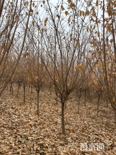 高度350厘米蜡梅