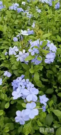 高度20厘米蓝雪花