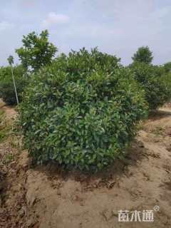 冠幅120厘米红叶石楠球