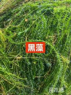 高度60厘米黑藻
