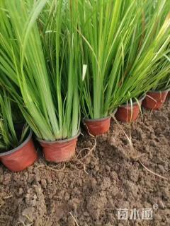 高度50厘米石菖蒲