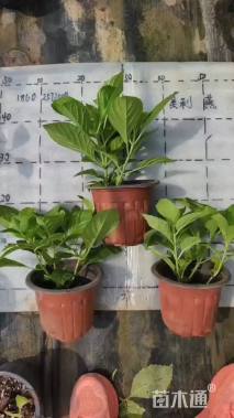 高度40厘米海桐小苗