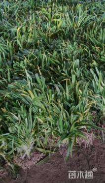 高度20厘米大花萱草