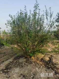 高度200厘米丛生木槿