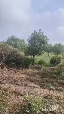 10公分红叶石楠