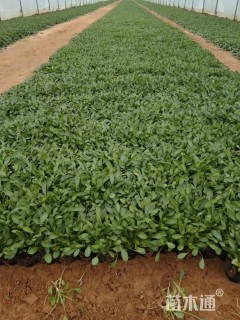 高度8厘米金鸡菊