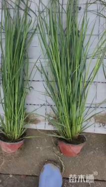 高度50厘米矮蒲苇