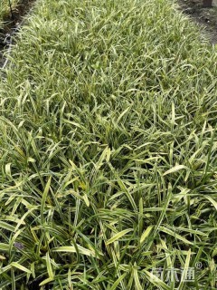 高度25厘米金边阔叶麦冬