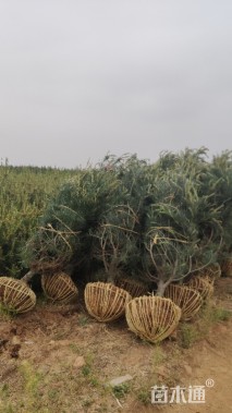 高度200厘米白皮松小苗