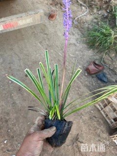 高度10厘米金边麦冬