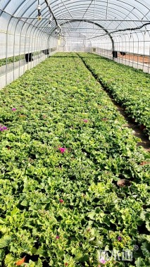 高度20厘米瓜叶菊