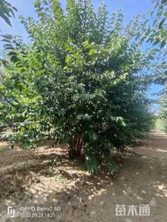 高度400厘米丛生大叶女贞