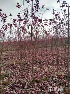 3公分美国红枫-红冠