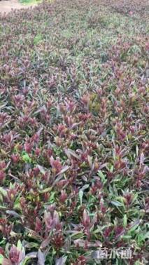 高度18厘米千鸟花