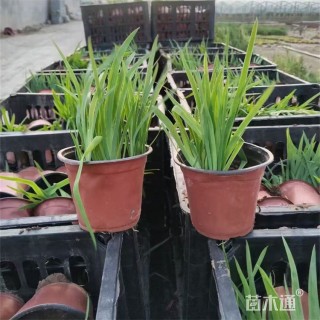 高度18厘米射干