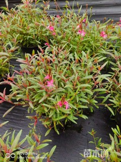 高度20厘米千鸟花