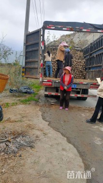 高度70厘米花椒