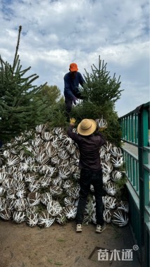 高度120厘米青海云杉
