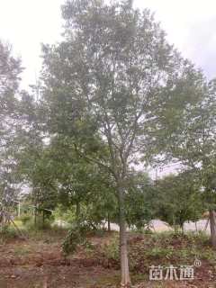 18公分朴树