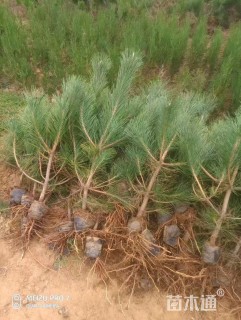 高度30厘米黑松小苗