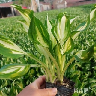 高度20厘米花叶玉簪