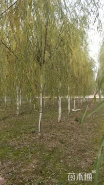 8公分绦柳
